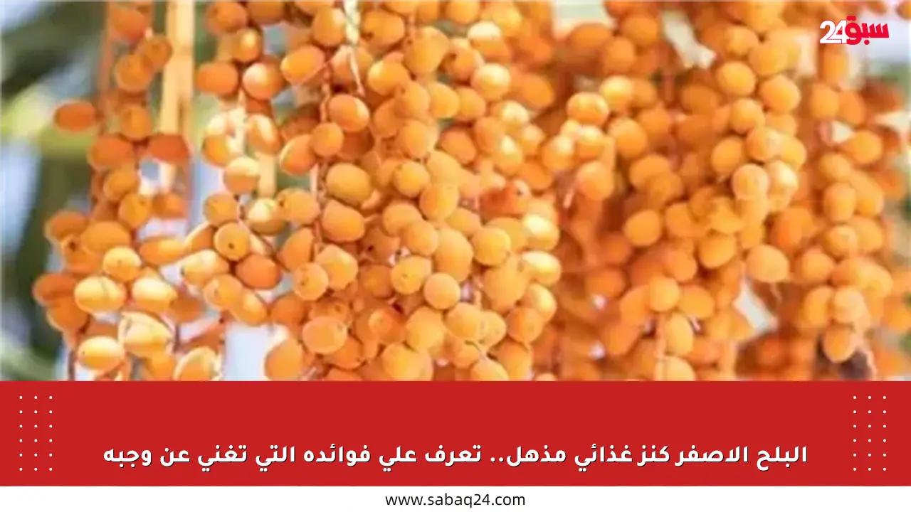 البلح الأصفر كنز غذائي مذهل.. تعرف على فوائده التي تغني عن وجبة
